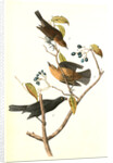 Rusty Crow-Blackbird by John James Audubon