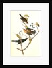 Rusty Crow-Blackbird by John James Audubon