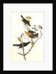 Rusty Crow-Blackbird by John James Audubon