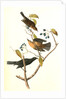 Rusty Crow-Blackbird by John James Audubon