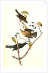Rusty Crow-Blackbird by John James Audubon