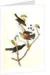Rusty Crow-Blackbird by John James Audubon