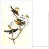 Rusty Crow-Blackbird by John James Audubon