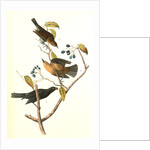 Rusty Crow-Blackbird by John James Audubon