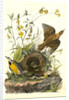 Meadow Starling or Meadow Lark by John James Audubon