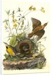 Meadow Starling or Meadow Lark by John James Audubon