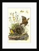 Meadow Starling or Meadow Lark by John James Audubon