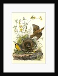 Meadow Starling or Meadow Lark by John James Audubon