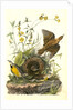 Meadow Starling or Meadow Lark by John James Audubon