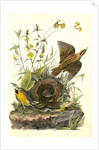 Meadow Starling or Meadow Lark by John James Audubon