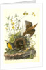Meadow Starling or Meadow Lark by John James Audubon