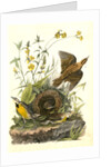 Meadow Starling or Meadow Lark by John James Audubon