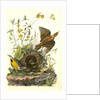 Meadow Starling or Meadow Lark by John James Audubon