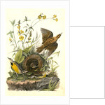 Meadow Starling or Meadow Lark by John James Audubon