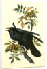 Raven. Old Male. (Thick-Shell bark Hickory) by John James Audubon