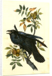 Raven. Old Male. (Thick-Shell bark Hickory) by John James Audubon