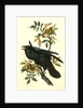Raven. Old Male. (Thick-Shell bark Hickory) by John James Audubon