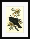 Raven. Old Male. (Thick-Shell bark Hickory) by John James Audubon