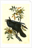 Raven. Old Male. (Thick-Shell bark Hickory) by John James Audubon