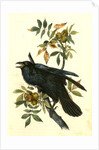Raven. Old Male. (Thick-Shell bark Hickory) by John James Audubon