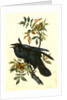 Raven. Old Male. (Thick-Shell bark Hickory) by John James Audubon