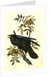 Raven. Old Male. (Thick-Shell bark Hickory) by John James Audubon