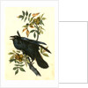Raven. Old Male. (Thick-Shell bark Hickory) by John James Audubon