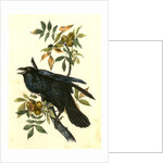 Raven. Old Male. (Thick-Shell bark Hickory) by John James Audubon