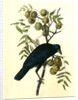 Common American Crow. Male. (Black Walnut.) by John James Audubon