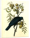 Common American Crow. Male. (Black Walnut.) by John James Audubon