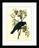 Common American Crow. Male. (Black Walnut.) by John James Audubon