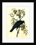 Common American Crow. Male. (Black Walnut.) by John James Audubon