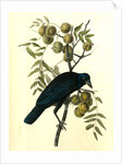 Common American Crow. Male. (Black Walnut.) by John James Audubon