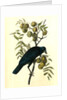 Common American Crow. Male. (Black Walnut.) by John James Audubon