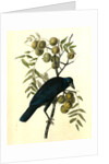 Common American Crow. Male. (Black Walnut.) by John James Audubon