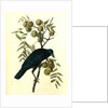 Common American Crow. Male. (Black Walnut.) by John James Audubon