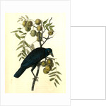 Common American Crow. Male. (Black Walnut.) by John James Audubon