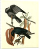 Fish Crow by John James Audubon