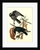 Fish Crow by John James Audubon