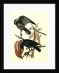 Fish Crow by John James Audubon