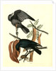 Fish Crow by John James Audubon