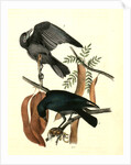 Fish Crow by John James Audubon