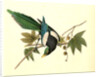 Yellow-billed Magpie. Male. (Plantanus) by John James Audubon