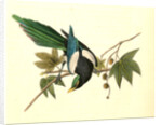 Yellow-billed Magpie. Male. (Plantanus) by John James Audubon