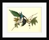 Yellow-billed Magpie. Male. (Plantanus) by John James Audubon