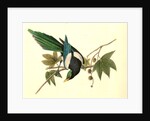 Yellow-billed Magpie. Male. (Plantanus) by John James Audubon