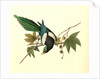 Yellow-billed Magpie. Male. (Plantanus) by John James Audubon