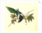 Yellow-billed Magpie. Male. (Plantanus) by John James Audubon
