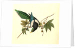 Yellow-billed Magpie. Male. (Plantanus) by John James Audubon