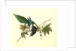 Yellow-billed Magpie. Male. (Plantanus) by John James Audubon